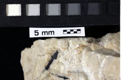 Foto (Detailansicht) von Tanidromites sculpta (Quenstedt, 1857) (NHMW-GEO-1990-0041-0004a)